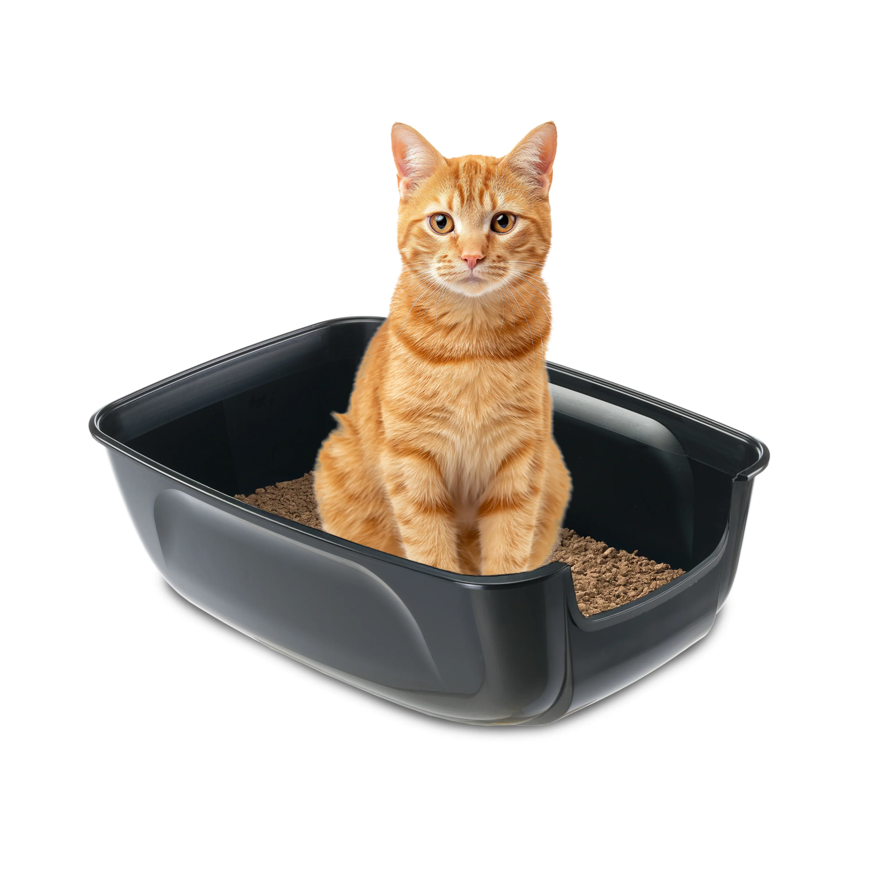 NIP XXL - Image 4